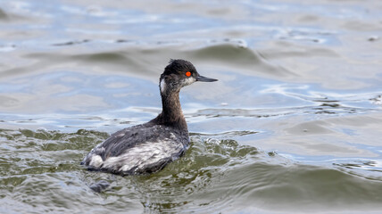 An eared Grebe on the water