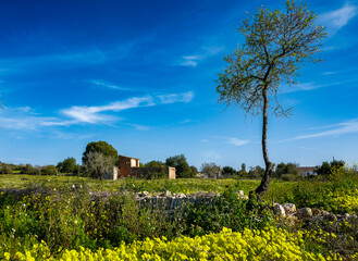 Landschaft und Natur im Februar, Mallorca, Spanien