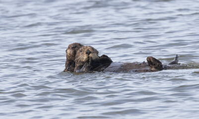 Fototapeta premium A pair of California Sea Otters swimming in the water