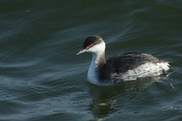 A rare Slavonian Grebe, Podiceps auritus, swimming on a lake. It has been diving down into the water hunting for food.