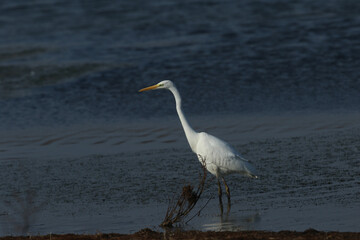 A Great White Egret, Ardea alba, hunting for food in the water at the edge of a lake.