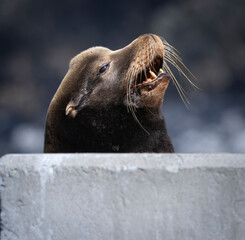 A California Sea Lion on a pier structure