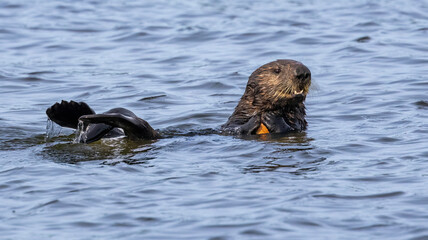 A California Sea Otter having a meal