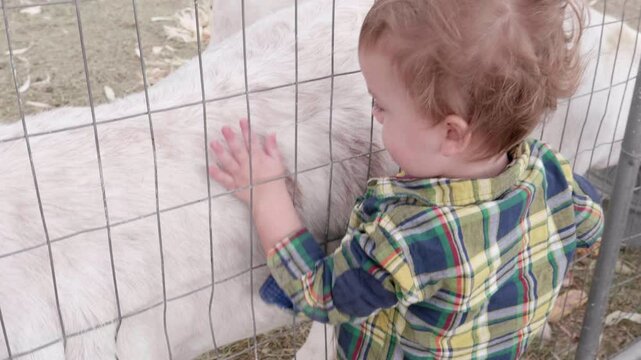 Cut Boy Petting Goat at Petting Zoo
