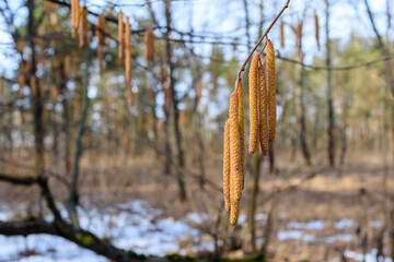 Hazel Catkins Blooming in Early Spring
