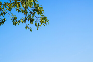 Green leaves and tree branch with clear blue sky background.