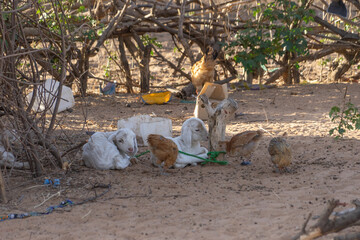Viaggio in Senegal tra villaggi e natura africana