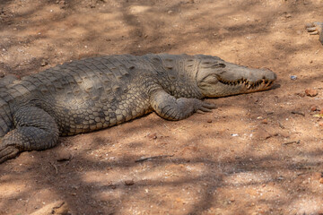 Obraz premium Viaggio in Senegal tra villaggi e natura africana