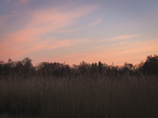 Fototapeta premium Sunrise in the park with reeds