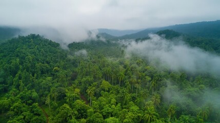 Lush Green Tropical Rainforest Mountainscape Enveloped in Mist
