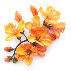 Obraz premium Orange freesia flowers isolated on white background. Flat lay, top view