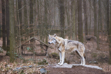 Wolf in the forest