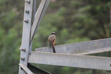 close up of cute Long-tailed shrike bird on a fence tower