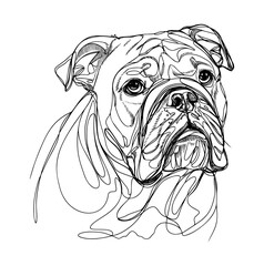 illustration of a  bulldog line art vector