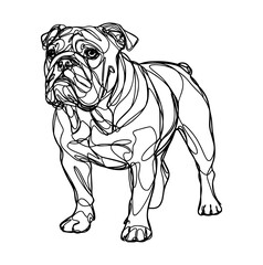 english bulldog puppy