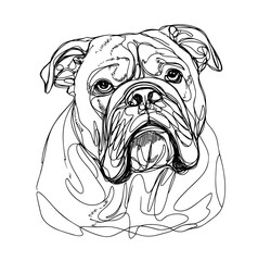 illustration of a  bulldog line art vector