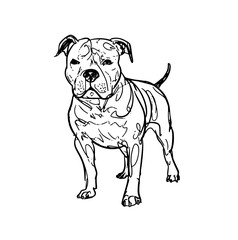Obraz premium illustration of a pitbull dog line art vector