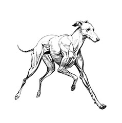 illustration of a  wippet line art vector