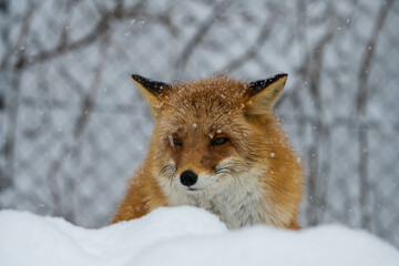 雪の中でこちらを見つめるキタキツネ