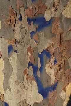 Ecorce de platane graff&eacute; en bleu