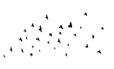 Flying birds silhouette flock. hand drawing. Not AI. Vector illustration.
