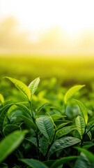 Obraz premium Fresh green tea leaves glisten in soft morning light, creating serene atmosphere