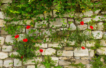 Poppies growing out of part of the fortified walls of the 13th century Berat Castle, southern Albania. A blend of Byzantine, Ottoman and medieval Albanian architectural influences. On Kalaja Hill