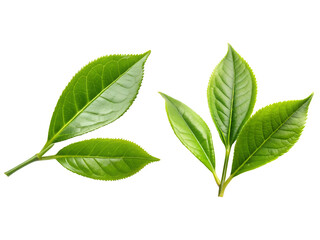 Obraz premium Tea leaves, Fresh green leaves, and green tea leaf isolated