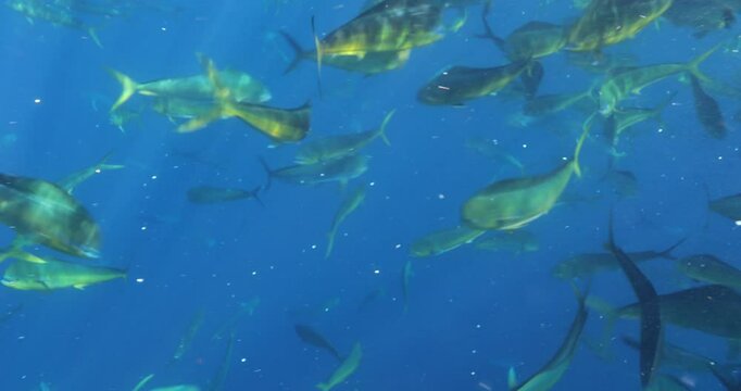 Underwater Safaris in the Mexican Pacific: Mahi-Mahi, Marlins, Sardines & Sea Lions