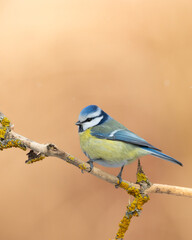 Bird - Blue Tit Cyanistes caeruleus perched on tree winter time small bird on blurred background Poland Europe