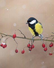 Bird Colorful great tit ( Parus major ) perched on a hawthorn tree, photographed in horizontal, winter time, amazing background	
