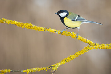 Bird Colorful great tit ( Parus major ) perched on a tree, photographed in horizontal, winter time, amazing background	
