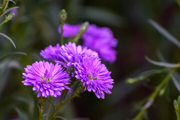 Close-up Marguerite Daisy flower blooming in the garden.