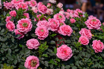 Pink Spray Rose flower blooming in the garden.
