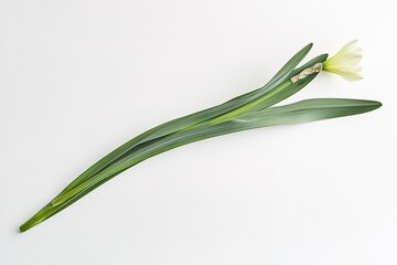 Fototapeta premium Elegant Single Daffodil Blossom with Graceful Long Leaves, Isolated on White Background. Perfect for Springtime Designs, Floral Arrangements, Greeting Cards, Nature-Inspired Projects, and Botanical 