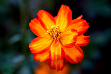 Close-up Orange Mexican aster or Cosmos flower blooming in the garden, Family Asteraceae.