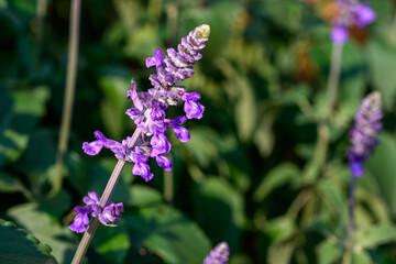 Blue Salvia flowers blooming at a garden in Chiang Mai, Thailand.
