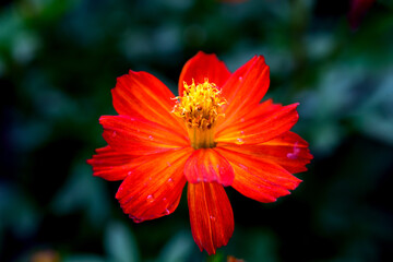 Close-up Orange Mexican aster or Cosmos flower blooming in the garden, Family Asteraceae.