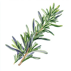 Obraz premium Illustration in boho style shows rosemary with fresh and natural appeal