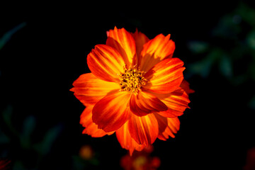 Close-up Orange Mexican aster or Cosmos flower blooming in the garden, Family Asteraceae.