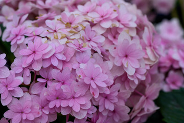 Close up view of beautiful Blooming Hydrangeas in the garden.