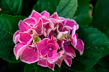Close up view of beautiful Blooming Hydrangeas in the garden.