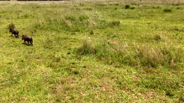 African warthogs run over lush grassy field with tails up, aerial tracking