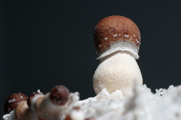 Mushroom family close-up. Psychedelic psilocybin mushrooms Thai strain on mycelium block. Psilocybe Cubensis raw shrooms on black background. Micro-dosing concept