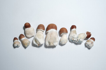 Psilocybin mushrooms in row, psychedelic Thai strain. Psilocybe Cubensis fresh shrooms on white background, top view, flat lay. Microdosing concept. Alternative recreational therapy