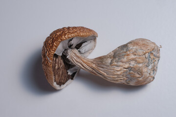 Beautiful Psilocybin psychedelic magic mushroom Golden Teacher. One dried shroom lies on white background. Top view, flat lay. Micro dosing mind-blowing concept..