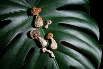 Psilocybin psychedelic mushrooms on green monstera leaf background. Psychotropic dry magic shrooms Golden Teacher. Medical recreational usage in alternative therapy. Micro-dosing concept