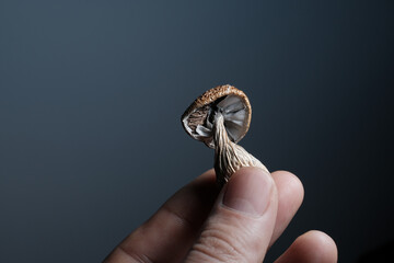 Psilocybin psychedelic mushroom in man's hand on dark grey background. Psychotropic magic hallucinogen shroom Golden Teacher. Medical recreational usage in alternative therapy. Micro-dosing concept