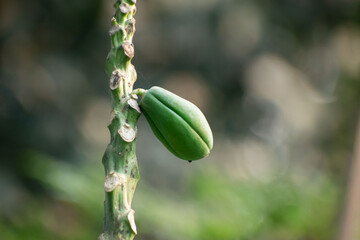 Lush Green Papaya Leaves and Developing Fruits in Sunlit Garden.