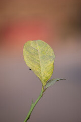 Bright Yellow Citrus Limon Lemons leaf on yellow background.